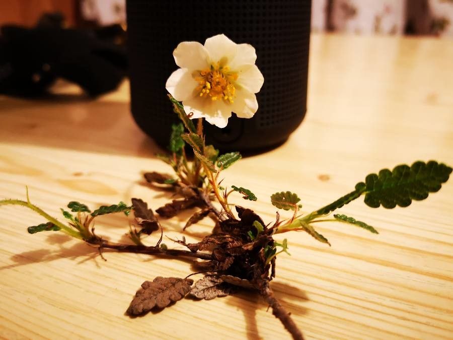 Dryas drummondii flower