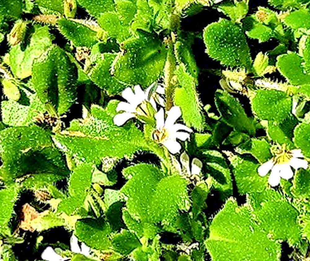 Scaevola hookeri — search result for 'Scaevola'