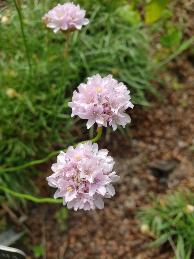 Armeria maritima flower