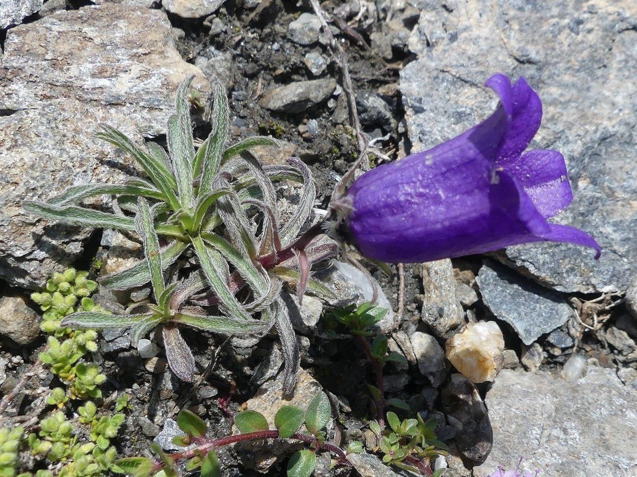 Campanula alpestris leaf