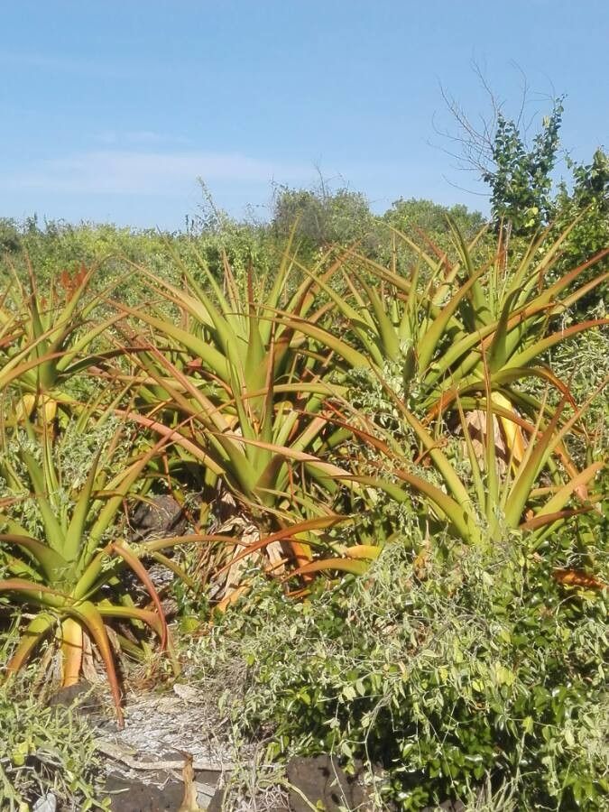 Aloe alexandrei habit
