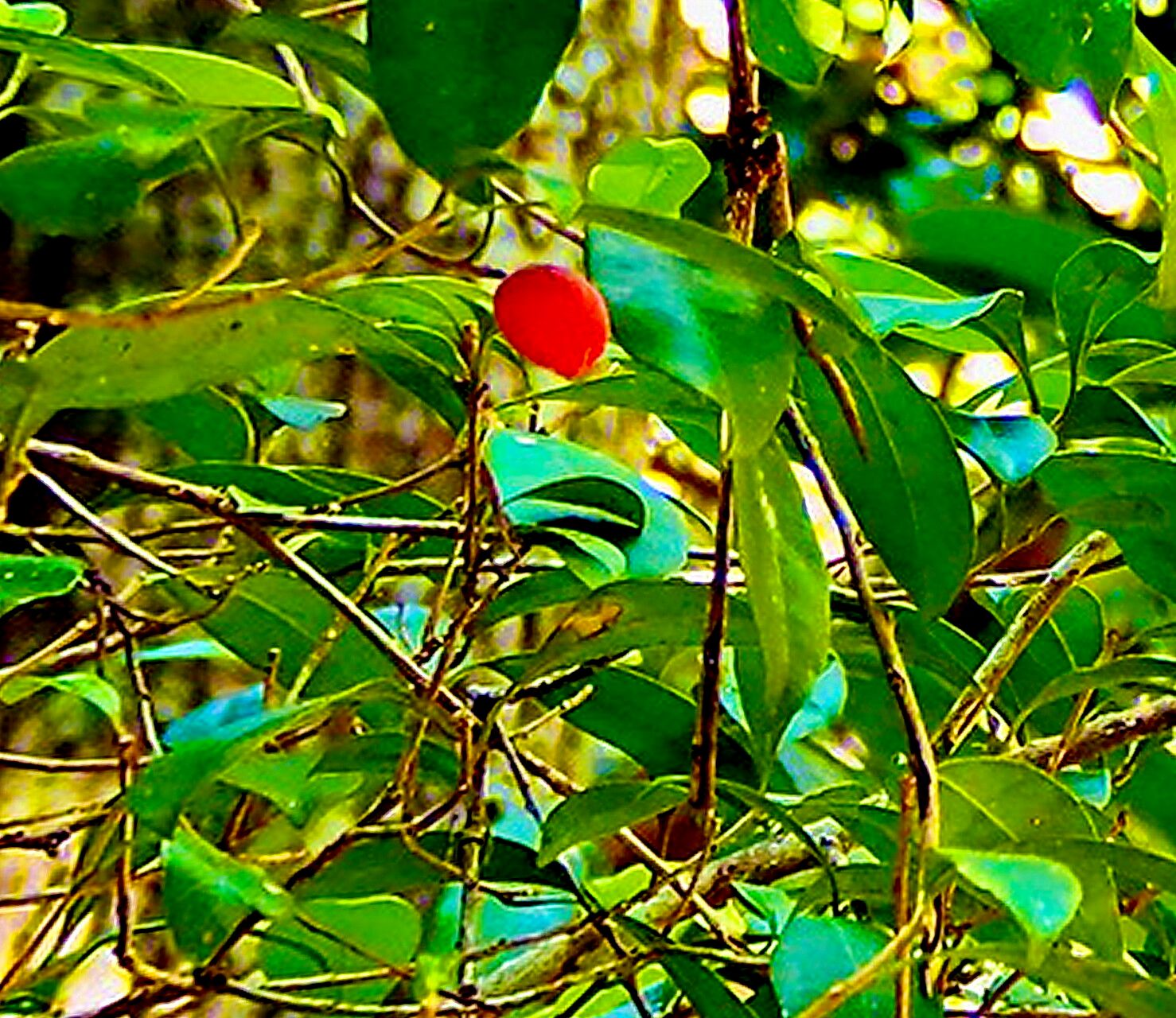 Fontainea rostrata — related species from the same genus