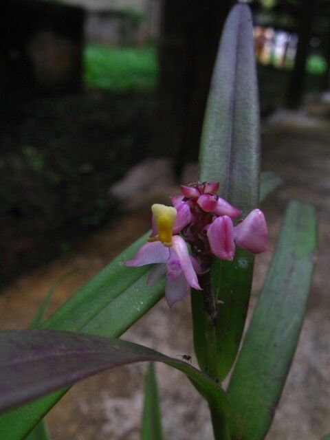 Polystachya rhodoptera flower