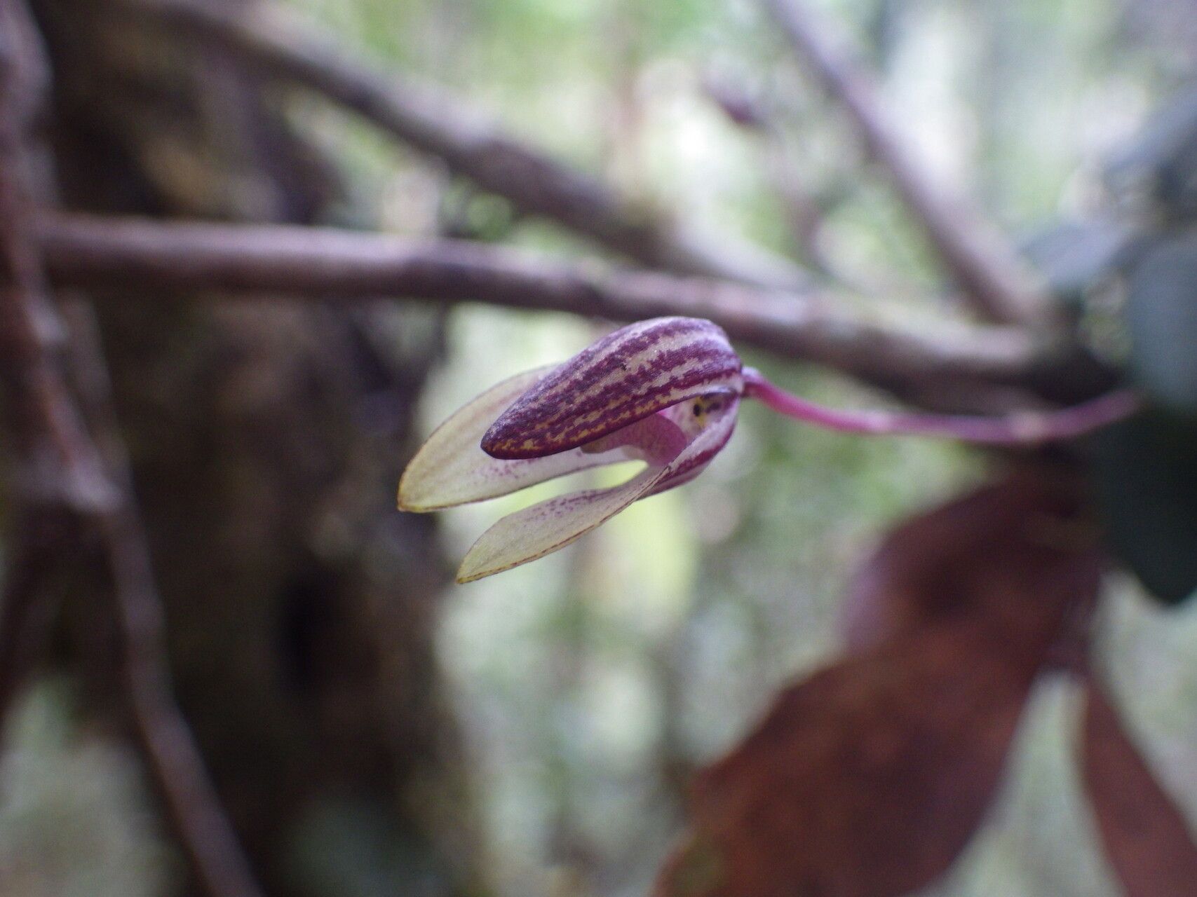 Bulbophyllum rivulare flower