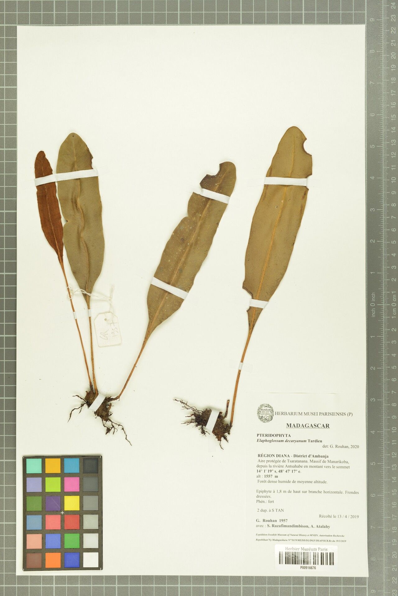 Elaphoglossum decaryanum — houseplant care guide