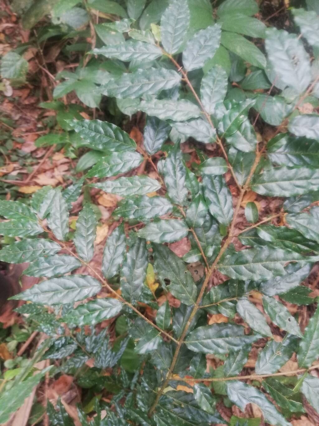 Terminalia hylodendron — search result for 'Terminalia'