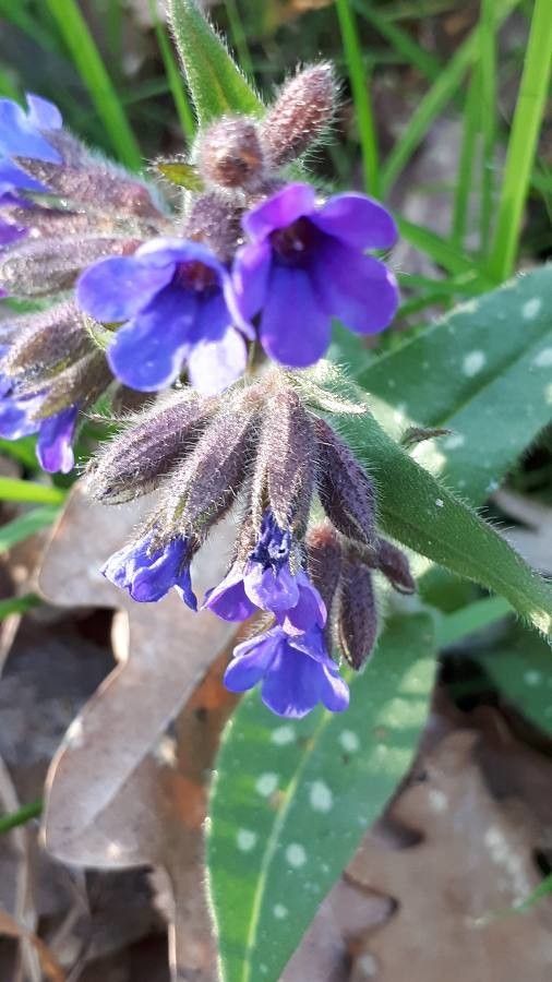 Pulmonaria longifolia fruit