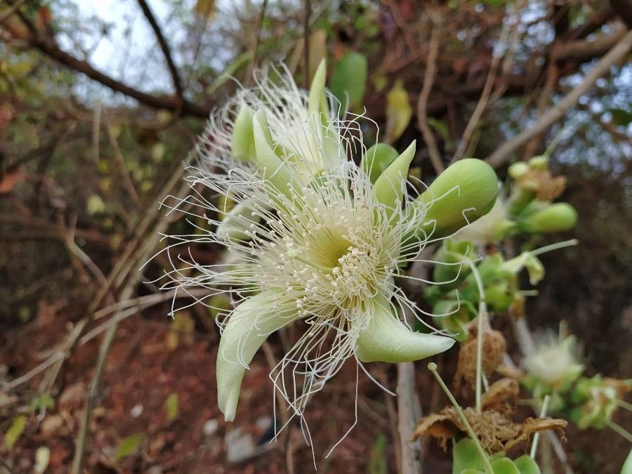 Careya arborea flower