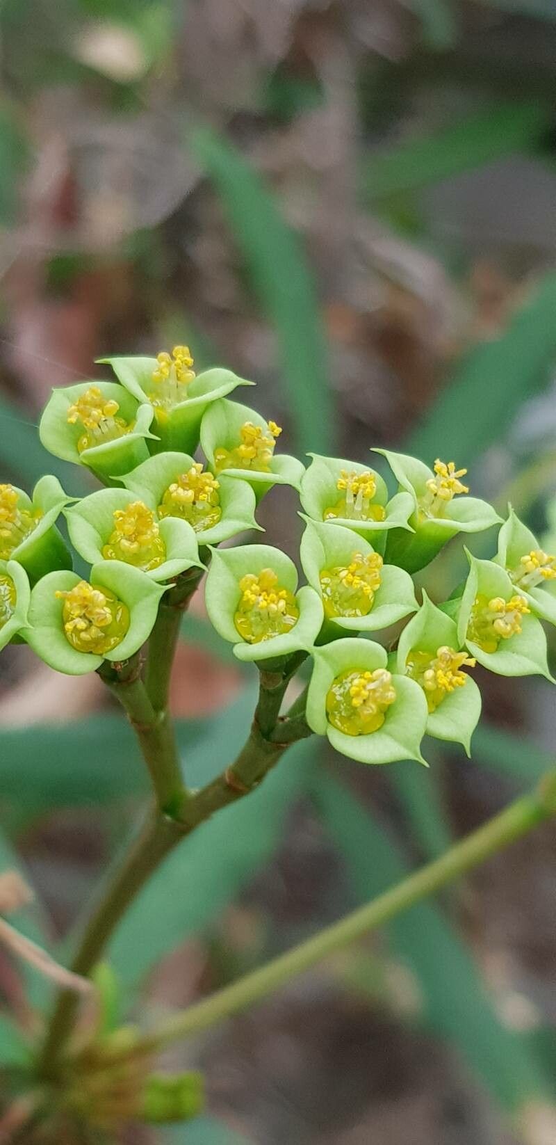 Euphorbia capuronii flower