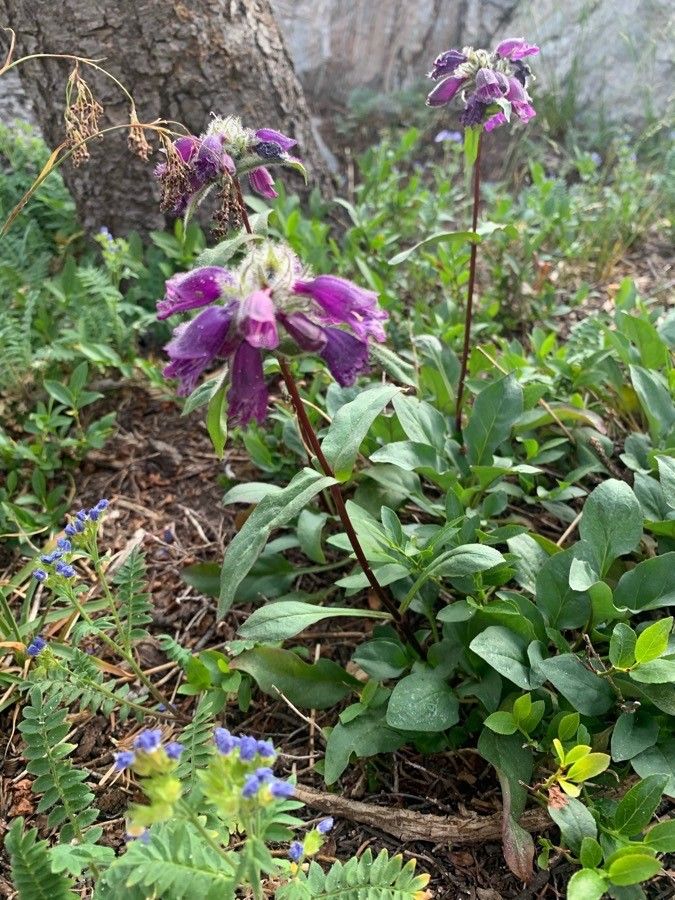 Penstemon whippleanus leaf