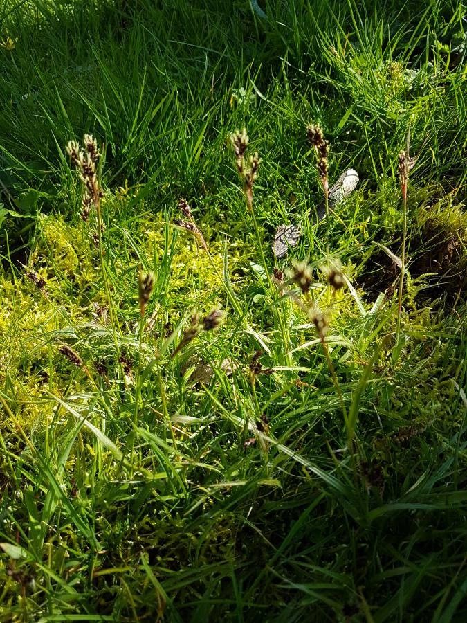 Luzula spicata fruit
