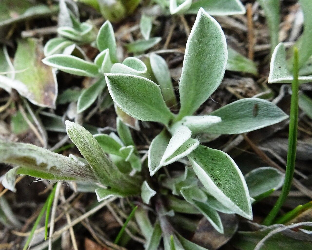 Antennaria dioica leaf