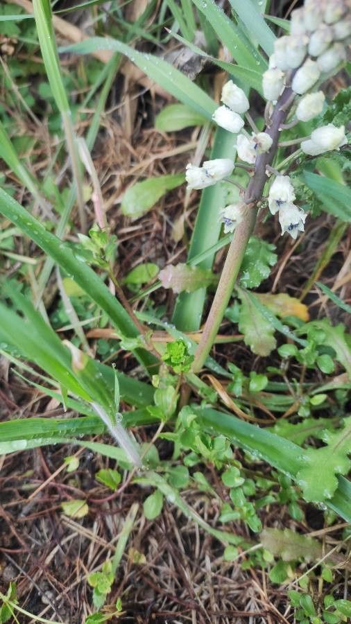 Bellevalia romana leaf