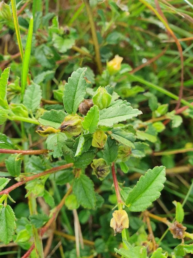 Sida schimperiana — search result for 'Sida'