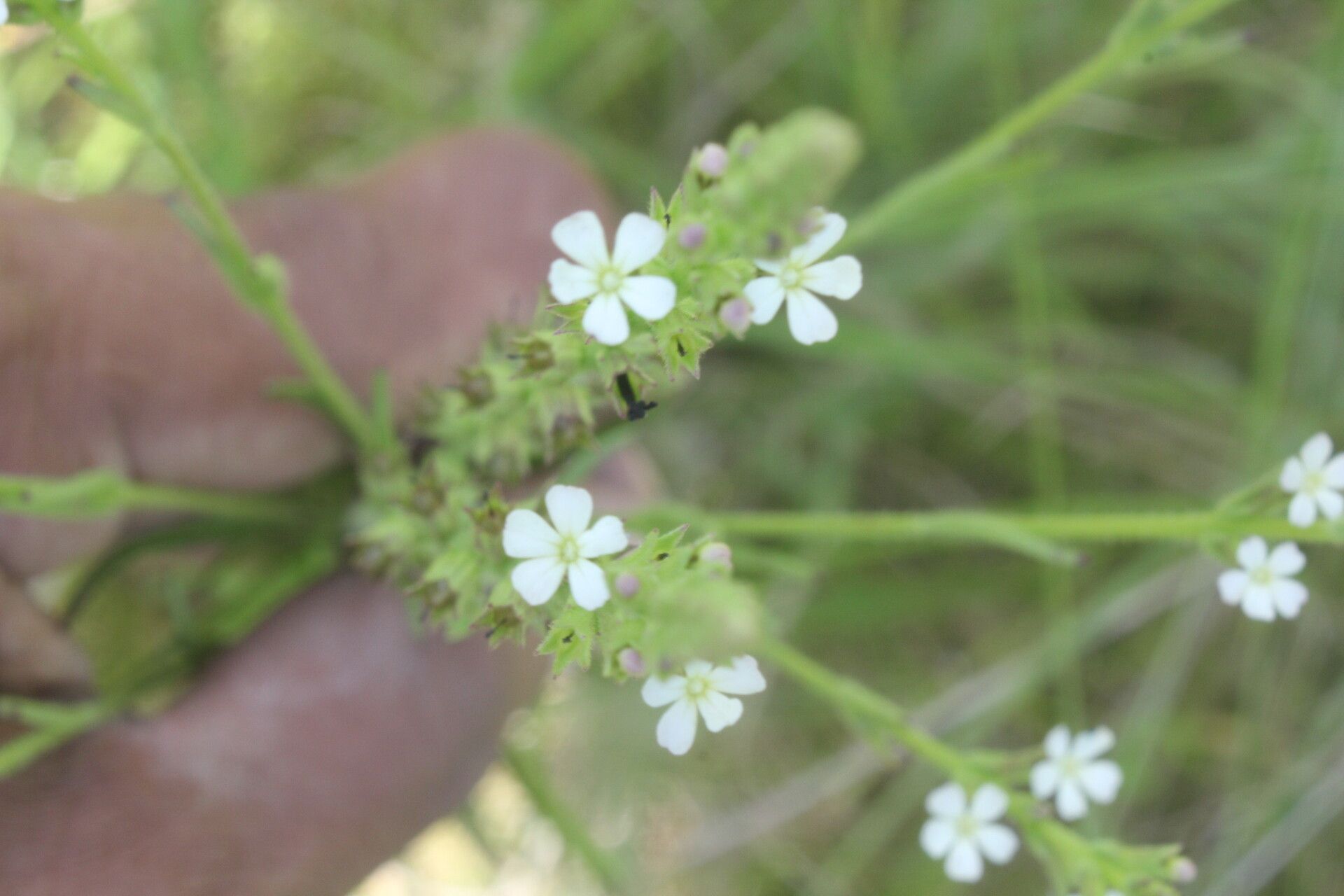 Buchnera pusilla flower