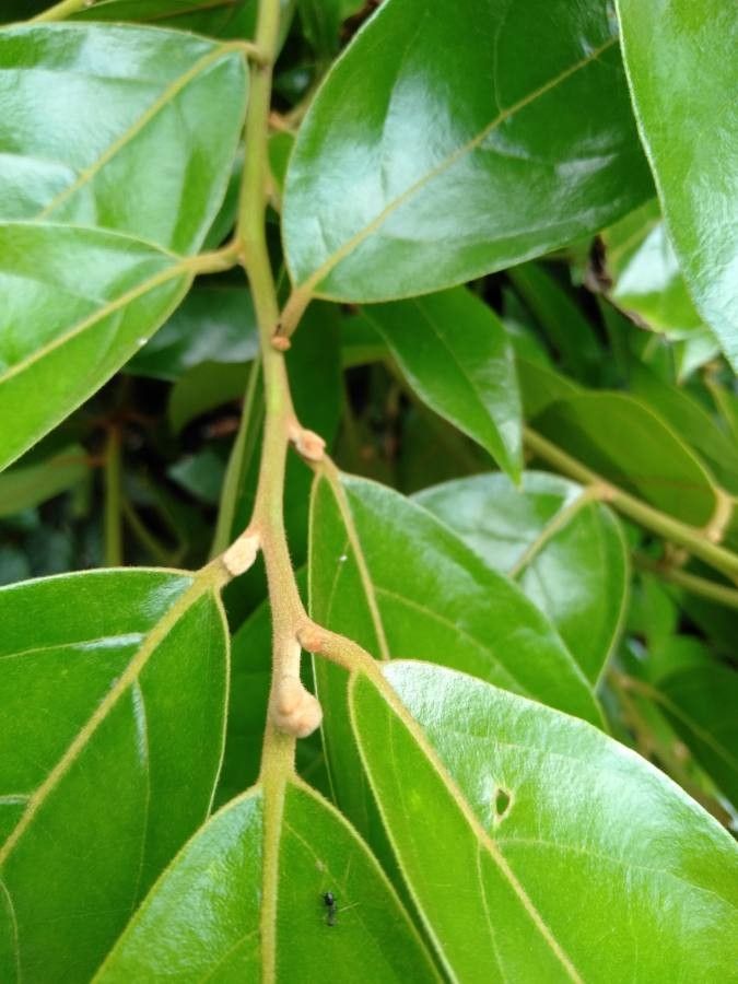 Ocotea mollifolia — houseplant care guide