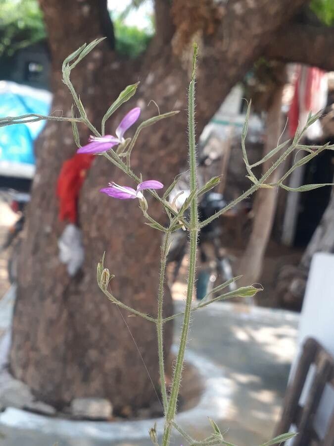 Dicliptera resupinata flower