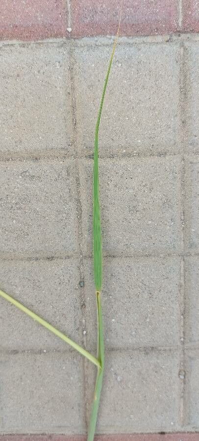 Stipella capensis — houseplant care guide