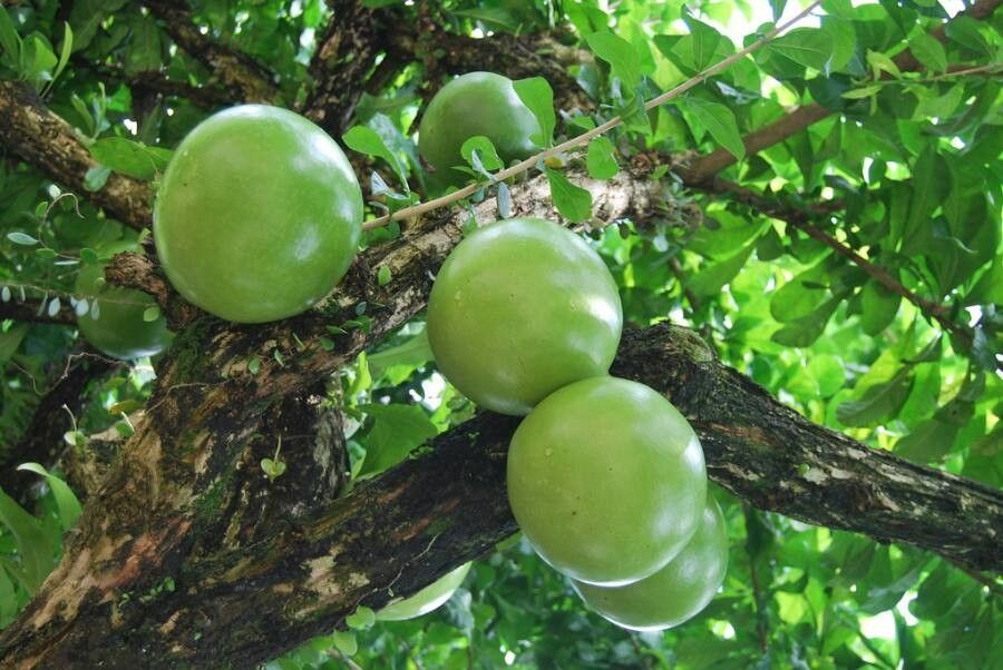 Aegle marmelos fruit