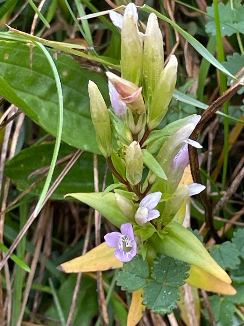 Gentianella amarella — related species from the same genus