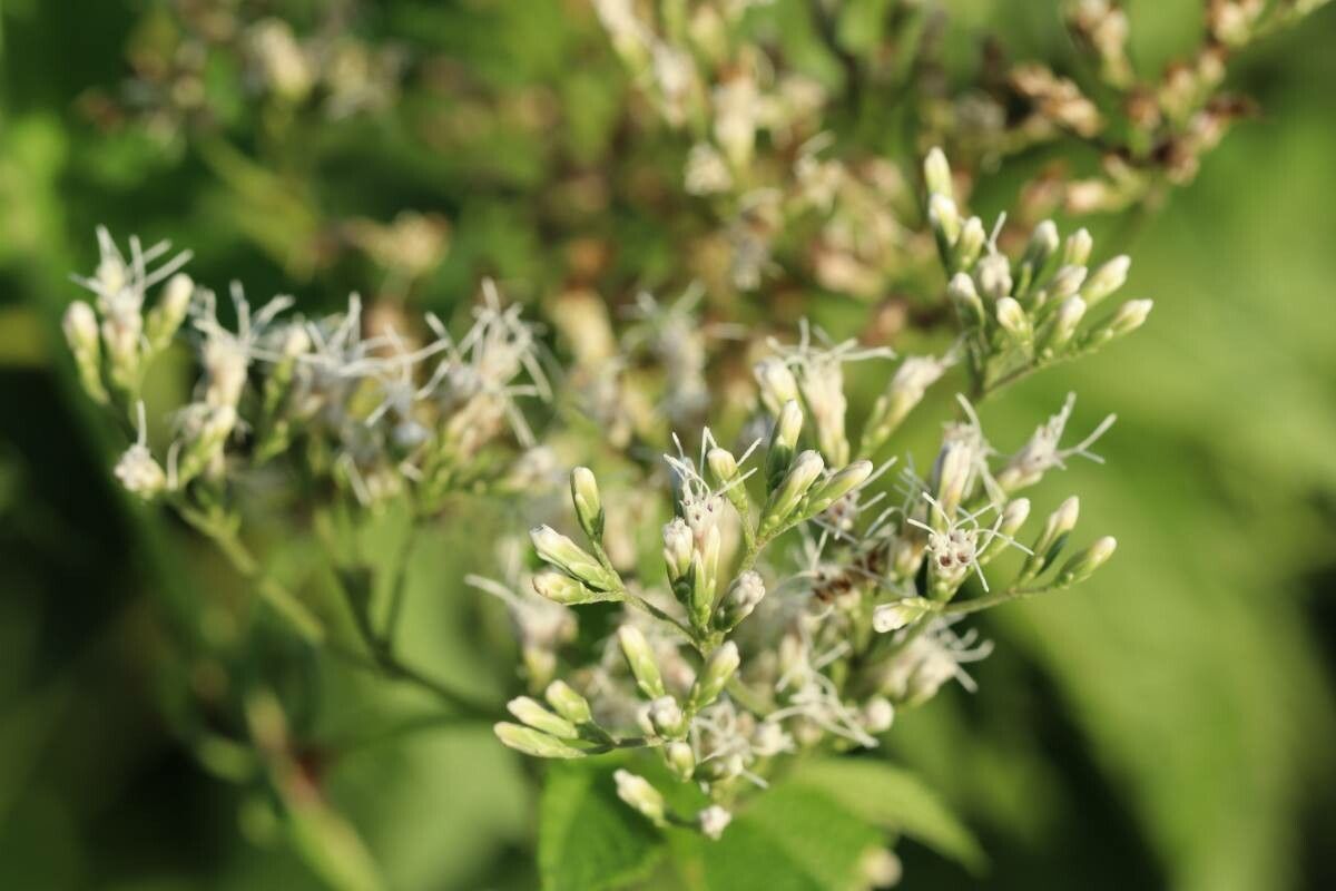 Eupatorium japonicum — search result for 'Eupatorium'