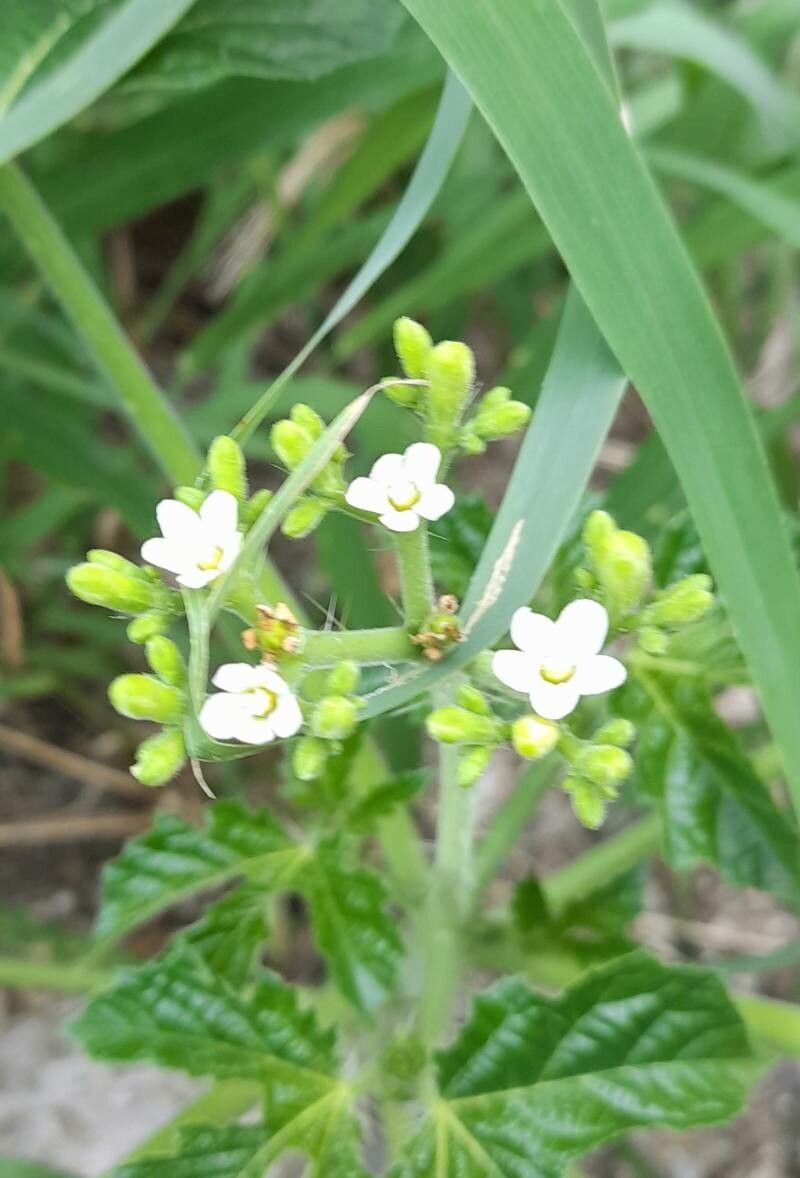 Cnidoscolus urens flower