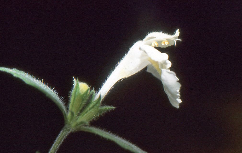 Galeopsis x wirtgenii flower