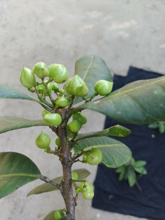 Protium bahianum fruit