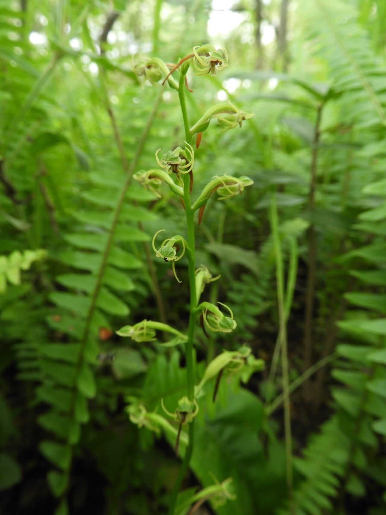 Habenaria supplicans — houseplant care guide