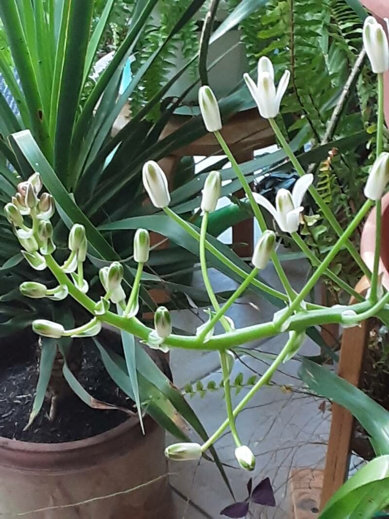 Albuca nelsonii