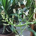 Albuca nelsonii