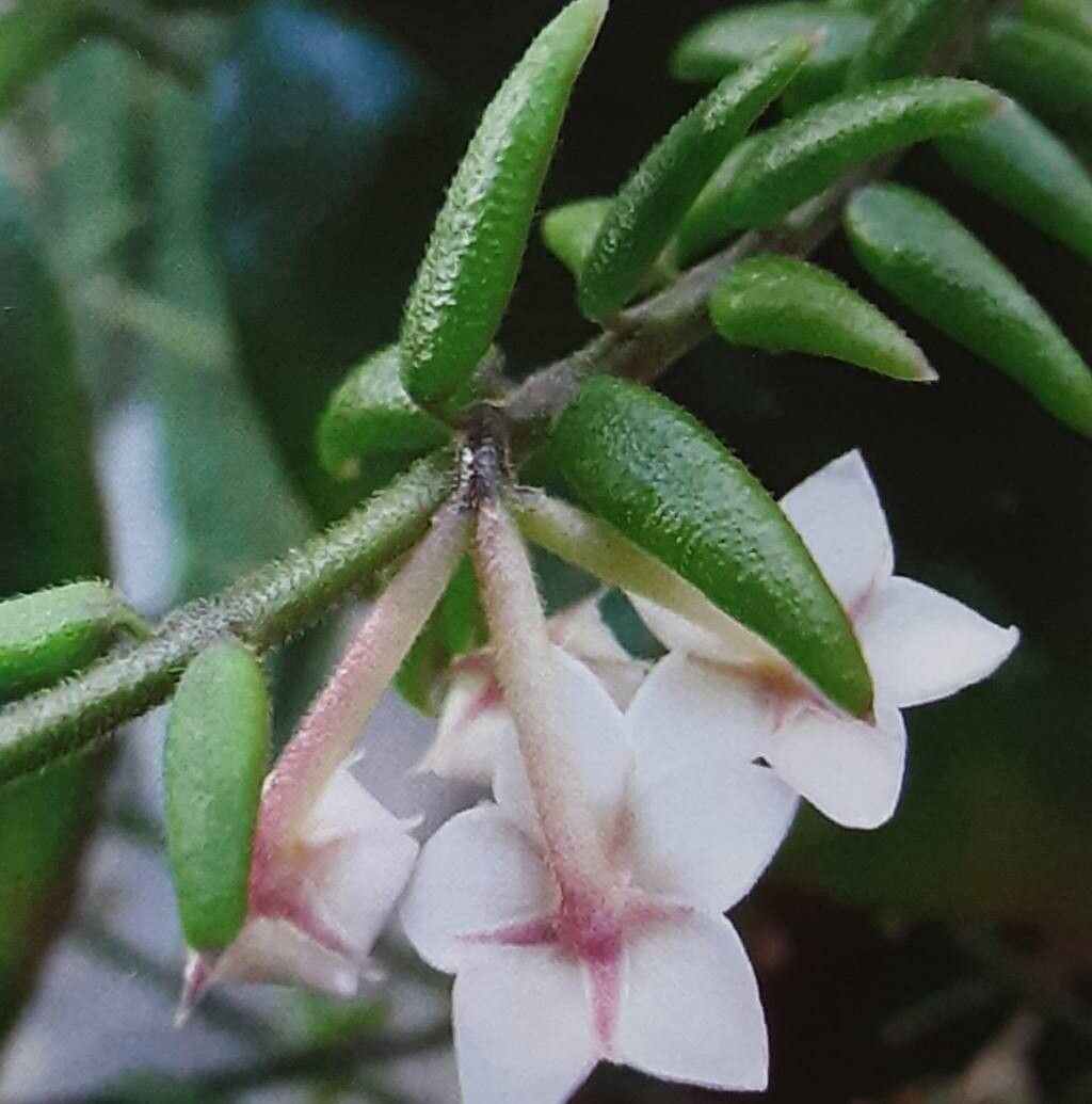 Hoya engleriana — search result for 'Hoya'