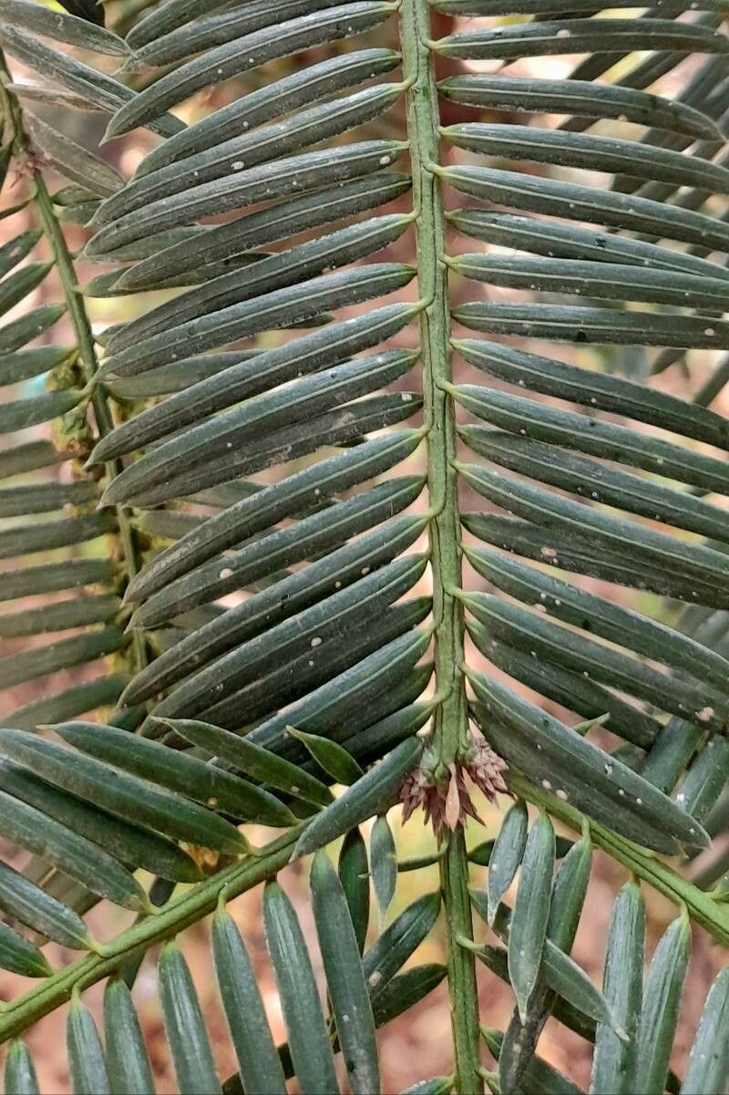 Cephalotaxus harringtonii — search result for 'Taxaceae'