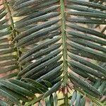 Cephalotaxus harringtonii