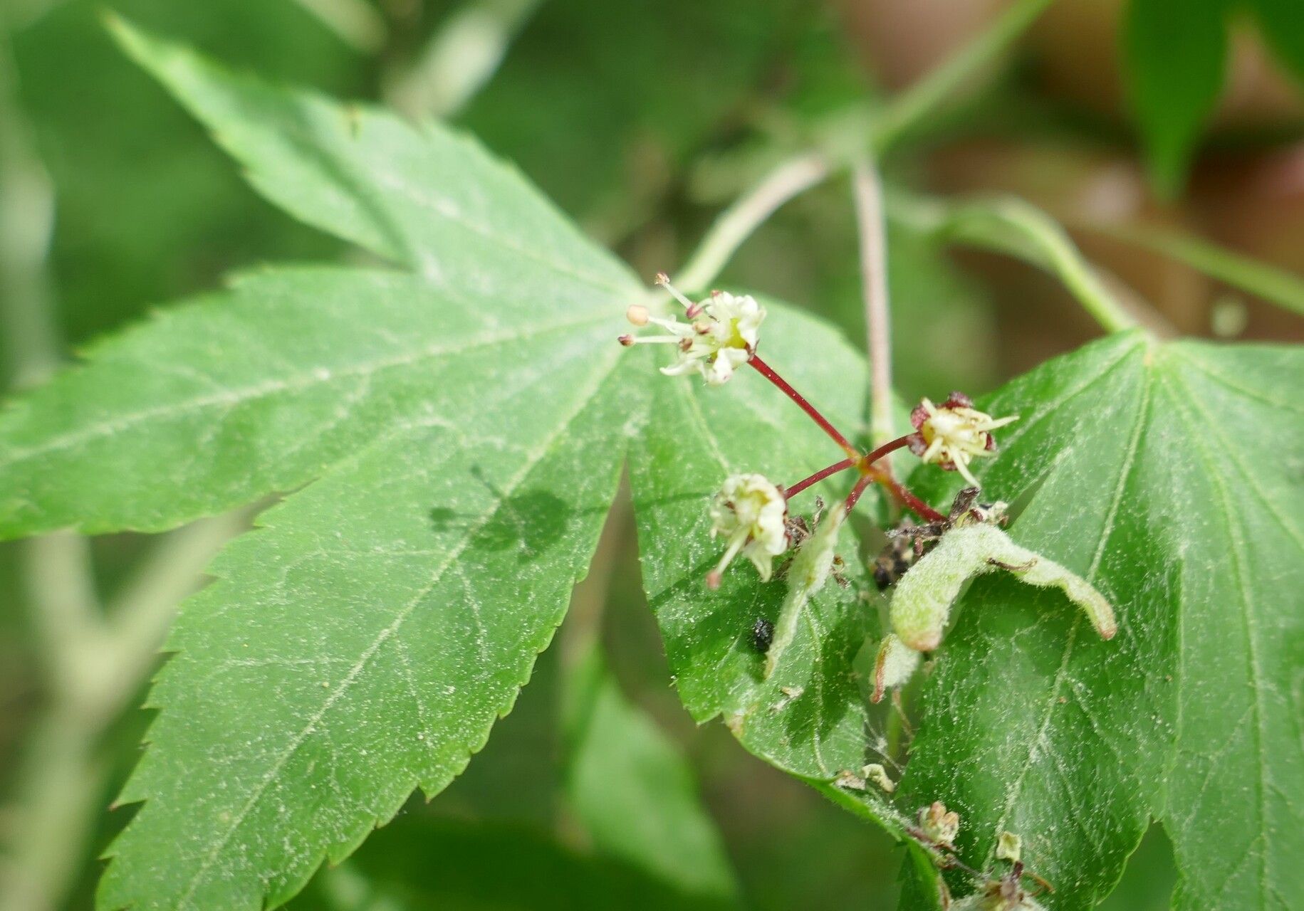 Acer pauciflorum flower