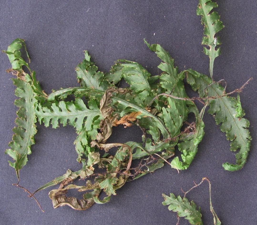 Trichomanes polypodioides other