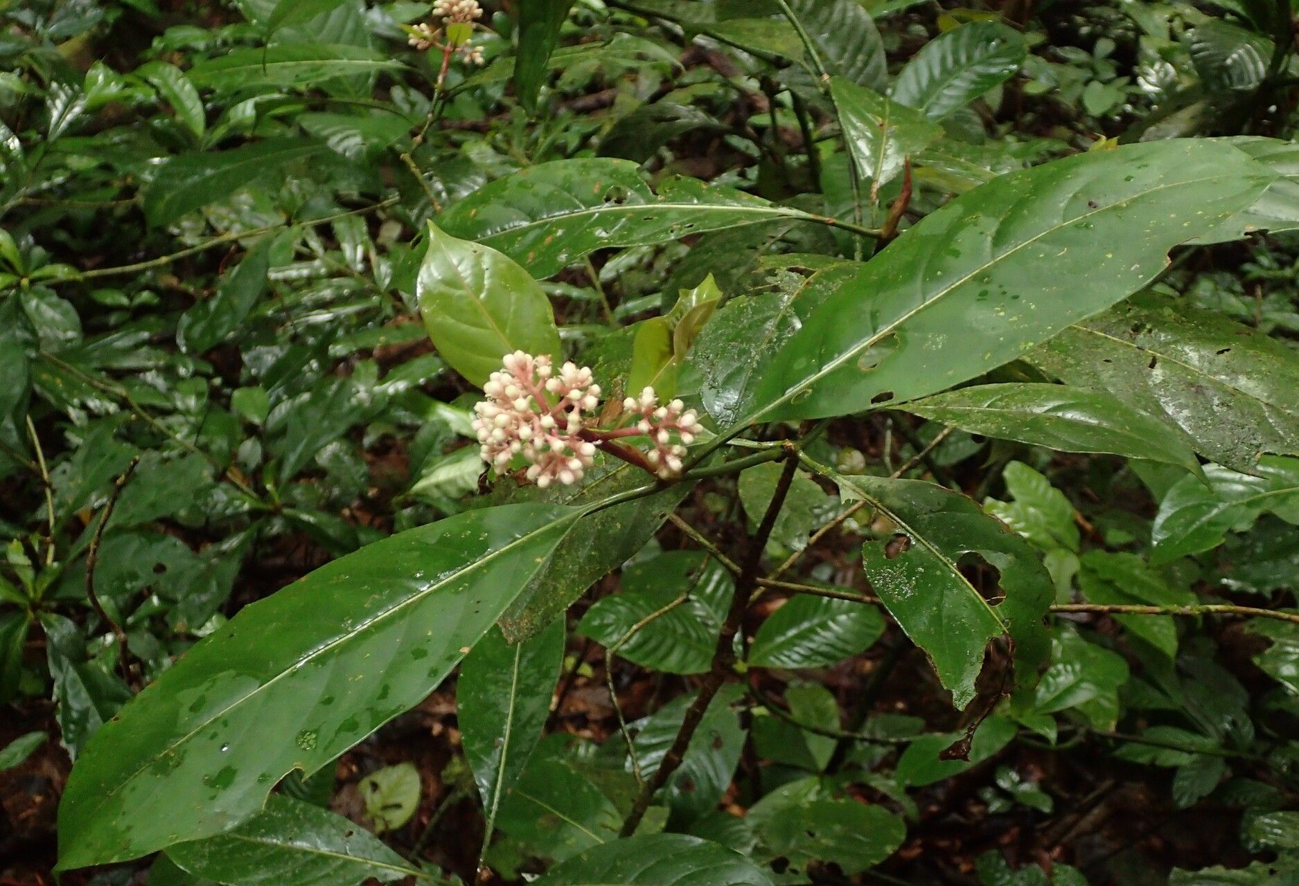 Gaertnera letouzeyi habit