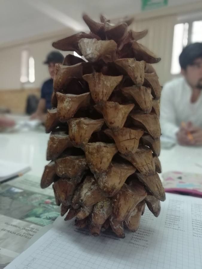 Pinus maximartinezii fruit