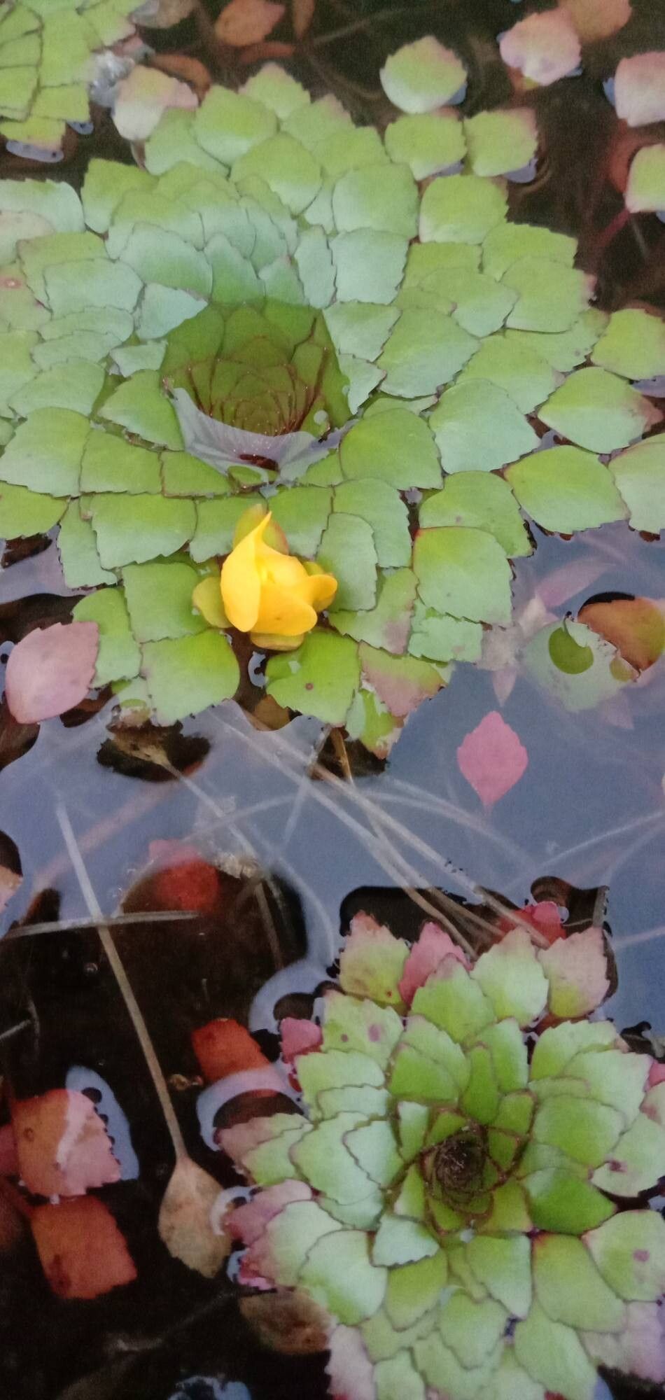 Ludwigia sedoides flower