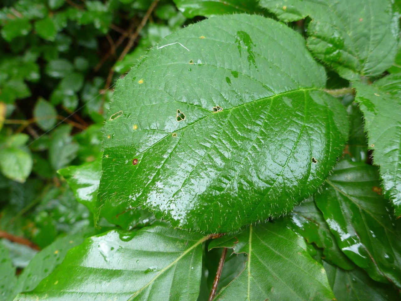 Rubus flaccidifolius other