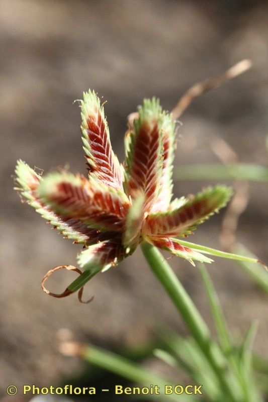 Cyperus teneriffae fruit