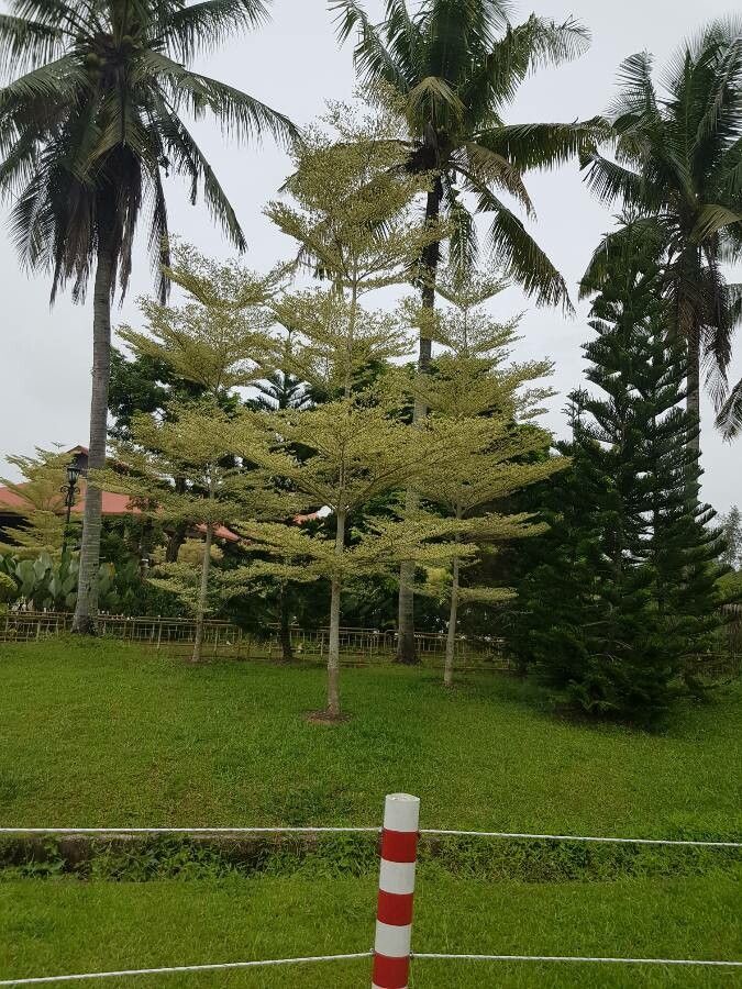 Bucida umbellata — related species from the same genus