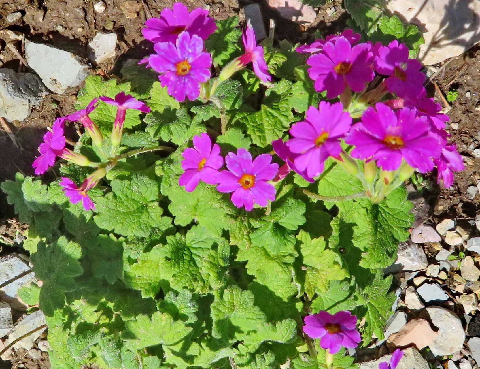 Primula cortusoides flower