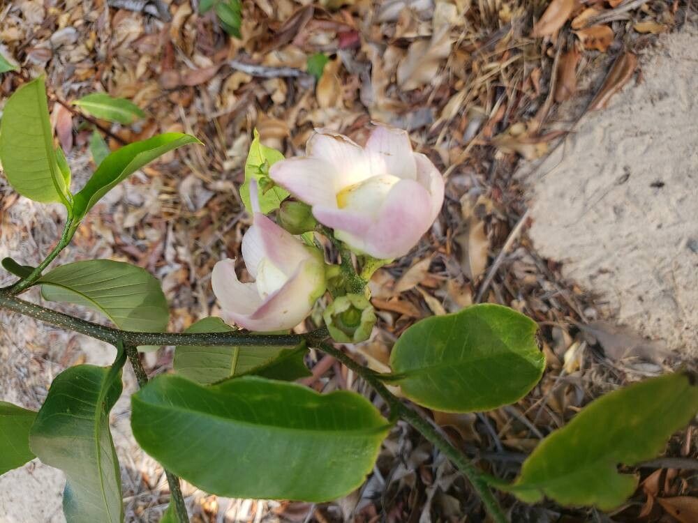 Lecythis lurida flower