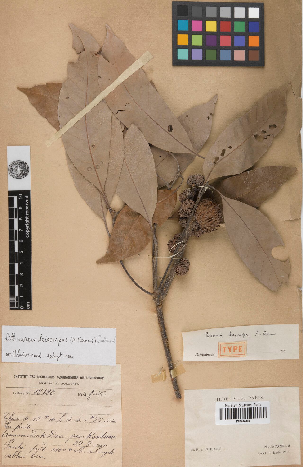 Lithocarpus leiocarpus — houseplant care guide