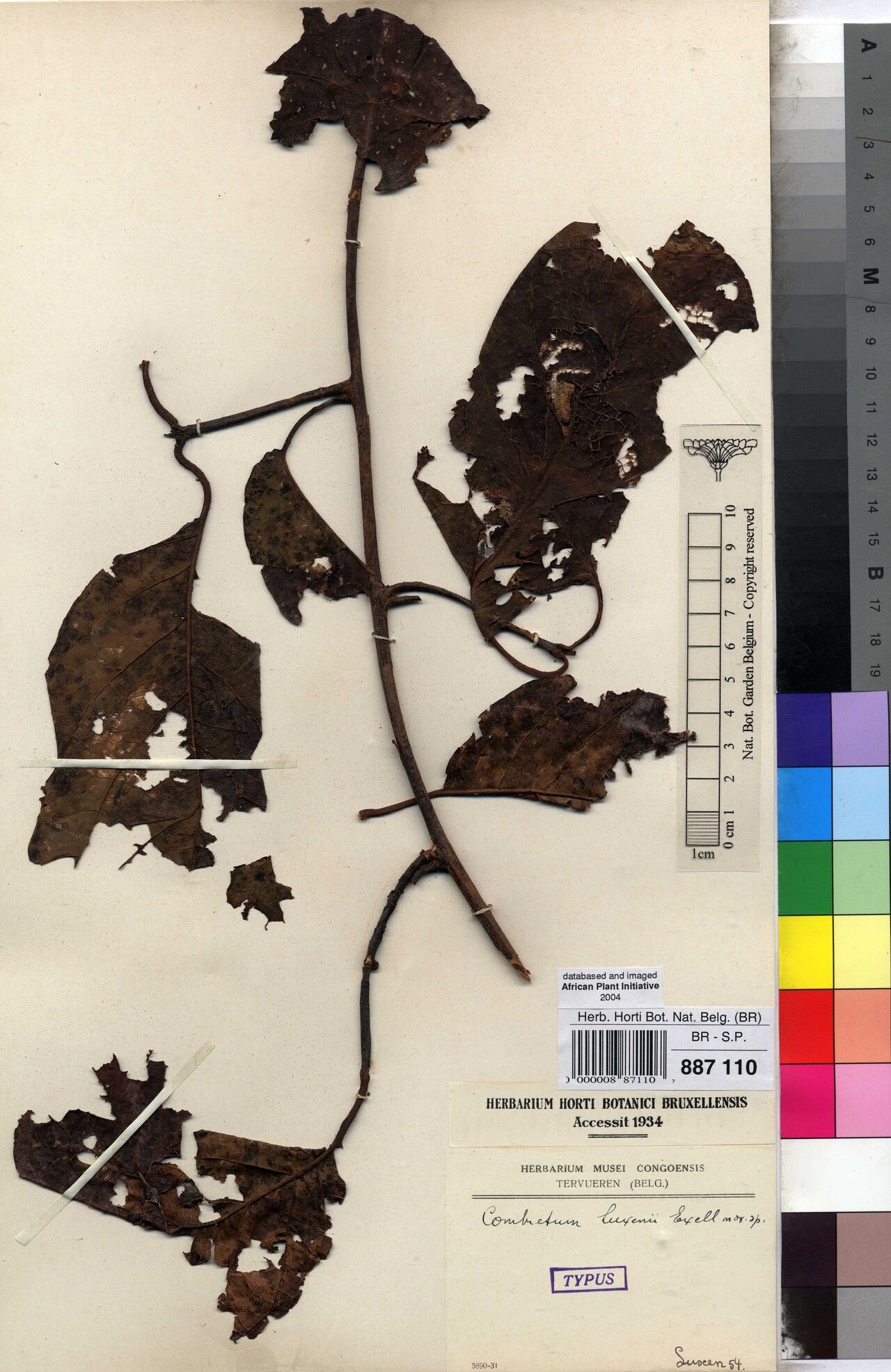 Combretum luxenii — houseplant care guide