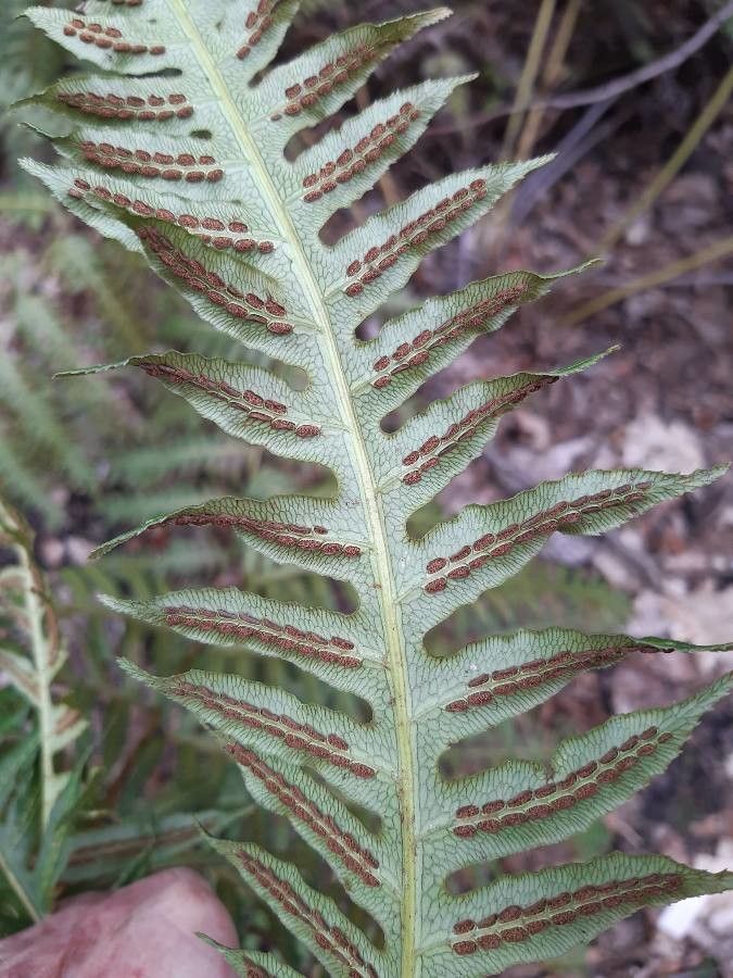 Woodwardia radicans fruit