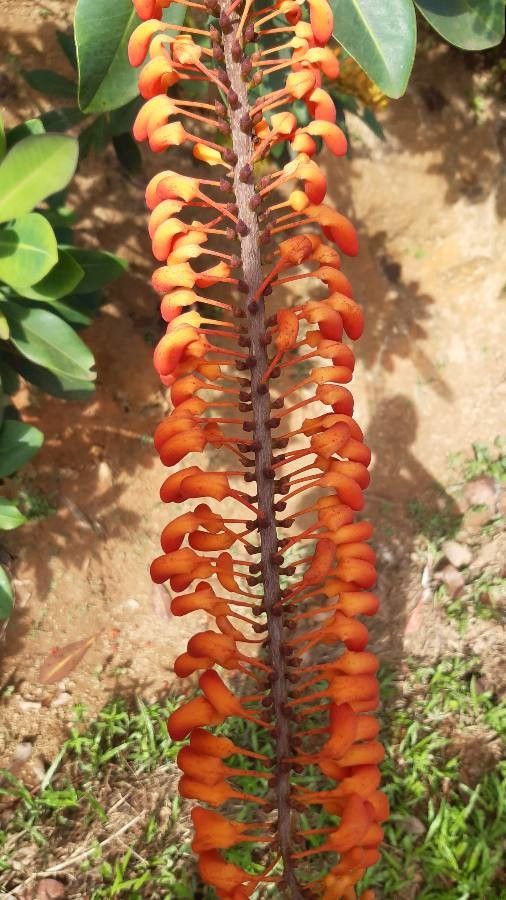Norantea guianensis flower