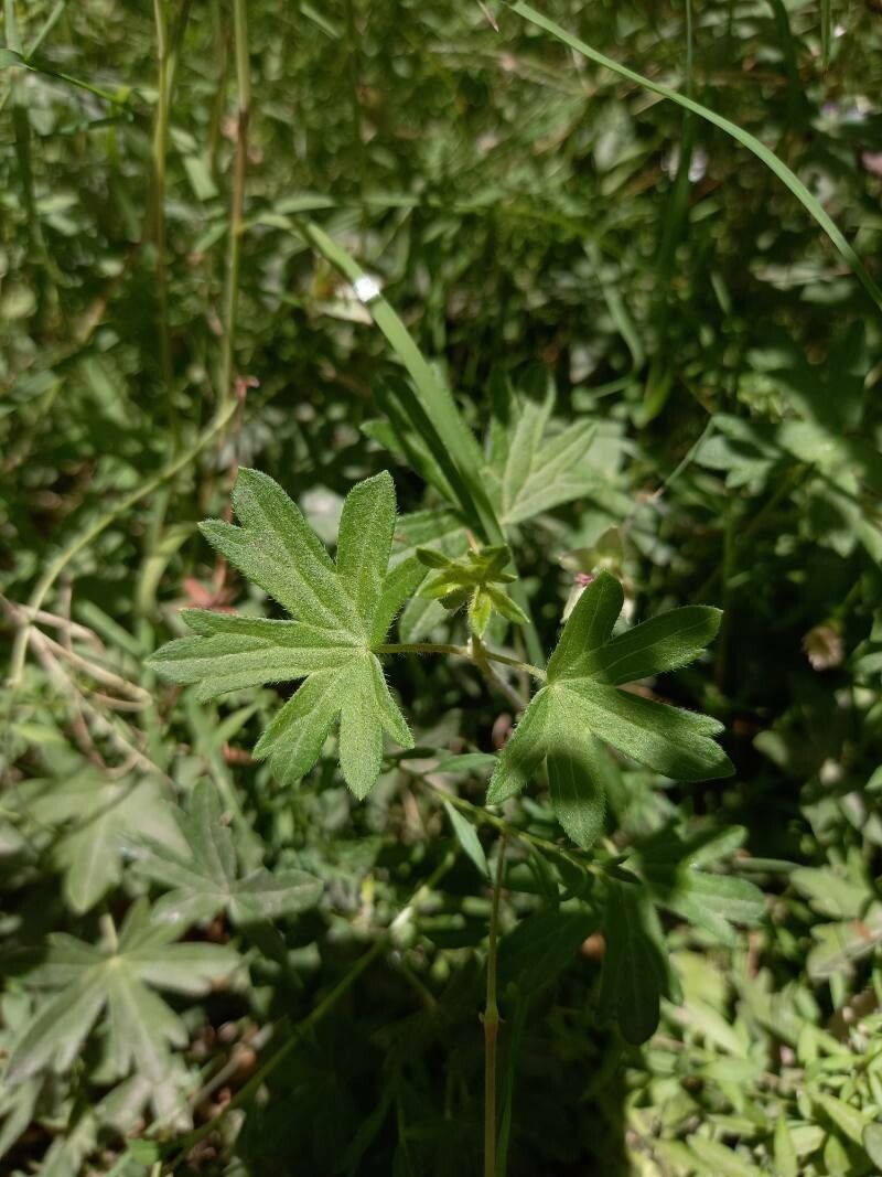 Geranium malviflorum — houseplant care guide