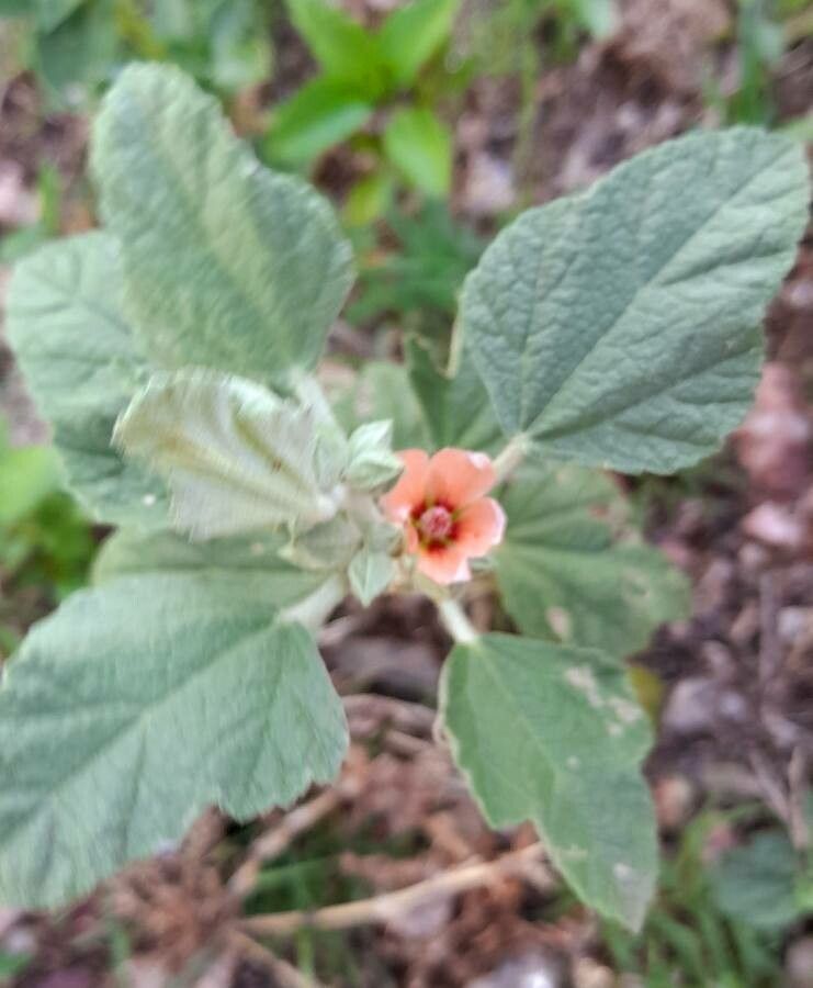 Sphaeralcea bonariensis habit